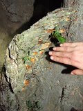 00396- 2408 Phytokarst at the back entrance to Fruitbat Cave - photo by Garry K Smith